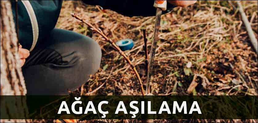 ağaç aşılama istanbul ağaç budama