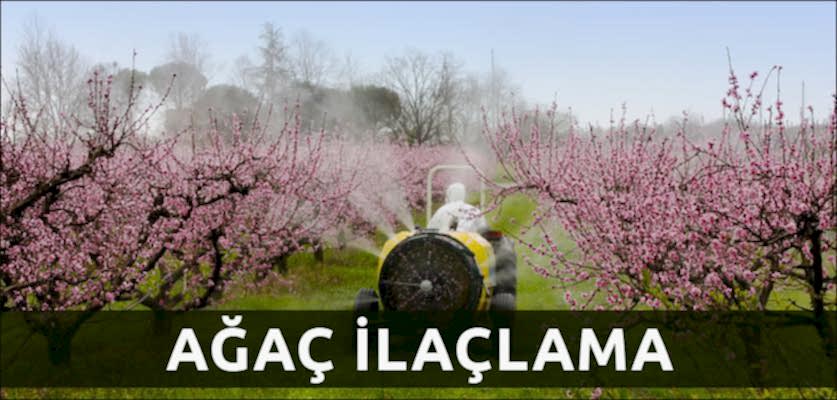 ağaç ilaçlama istanbul ağaç budama