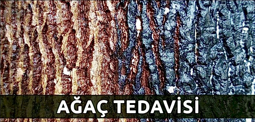 ağaç tedavisi istanbul ağaç budama