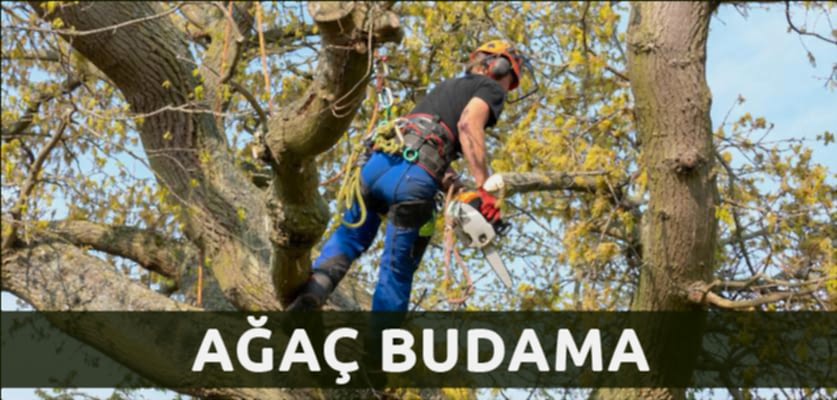 istanbul ağaç budama hizmeti