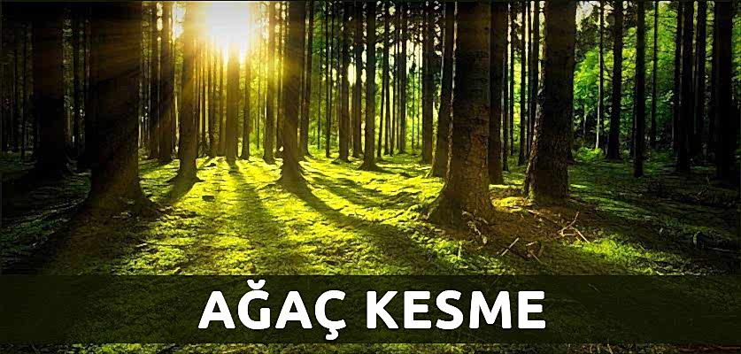 istanbul ağaç kesme hizmeti